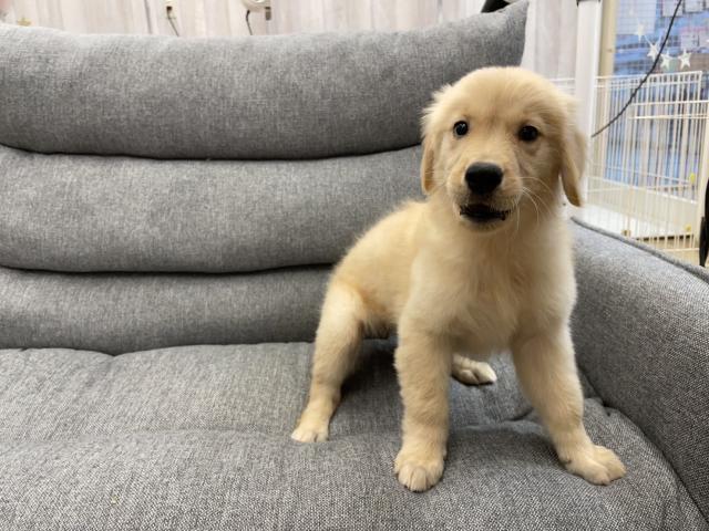 ゴールデンレトリーバー