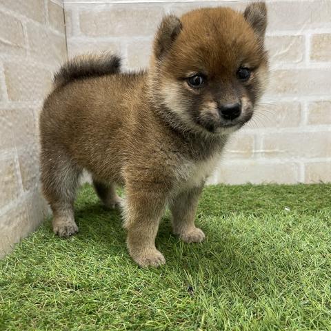 豆柴犬