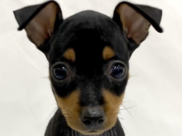 ミニチュアピンシャー