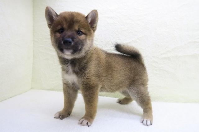 かねだい海老名店 神奈川県 子犬や子猫たちのペット販売情報が満載 ペットステーション