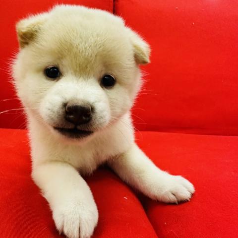 柴犬