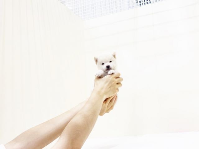 豆柴犬