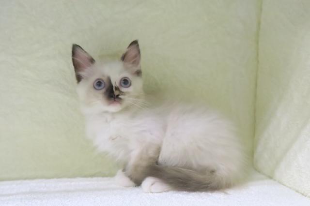 かねだい海老名店 神奈川県 子犬や子猫たちのペット販売情報が満載 ペットステーション