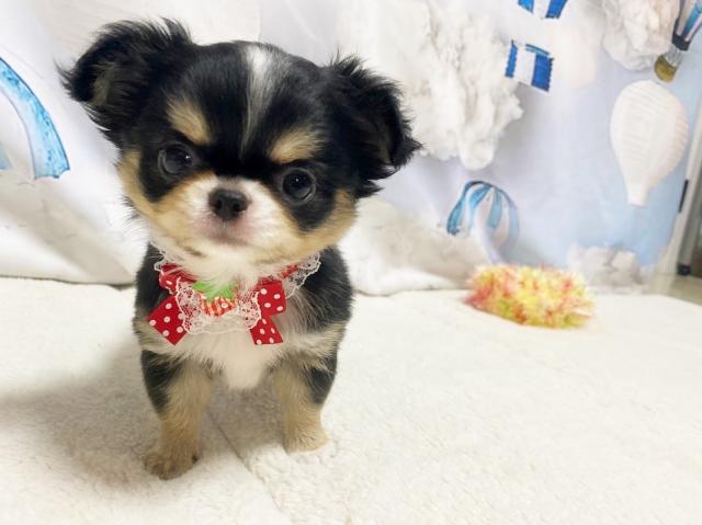 チワワ（ロングコート）