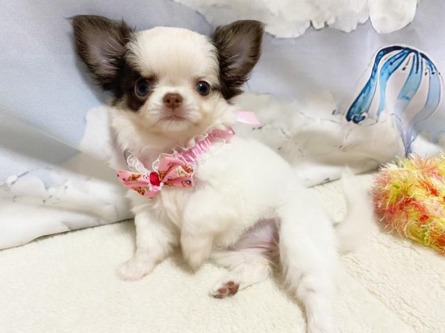 チワワ(ロングコート)