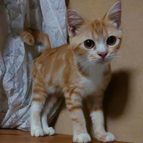 スコティッシュフォールド