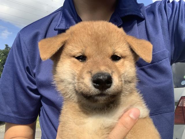 柴犬