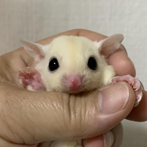 フクロモモンガ リューシ