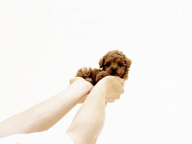トイプードル