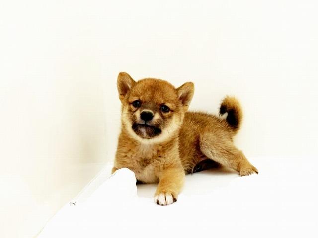 豆柴犬