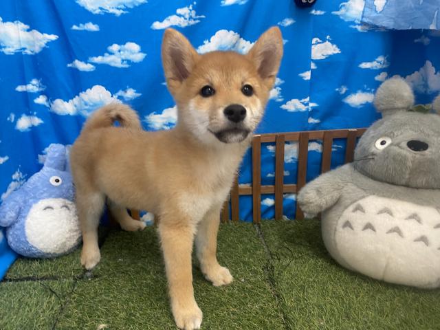 ディスワン相模大野店 神奈川県 子犬や子猫たちのペット販売情報が満載 ペットステーション