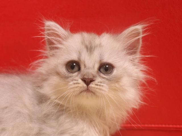 ミヌエット（旧ナポレオン）