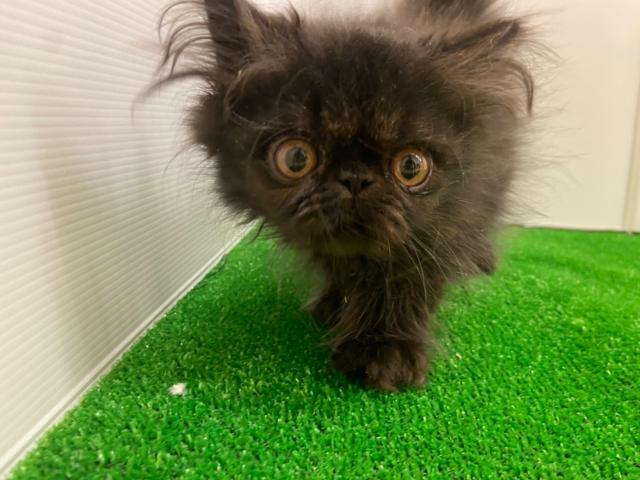 エキゾチックショートヘアー