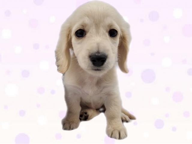 ミニチュアダックスフンド