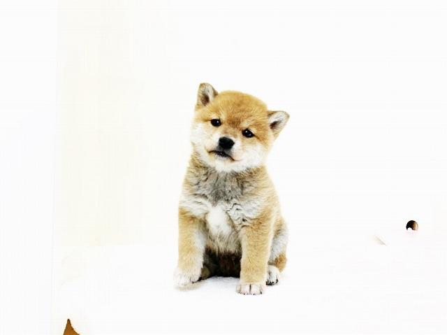 豆柴犬