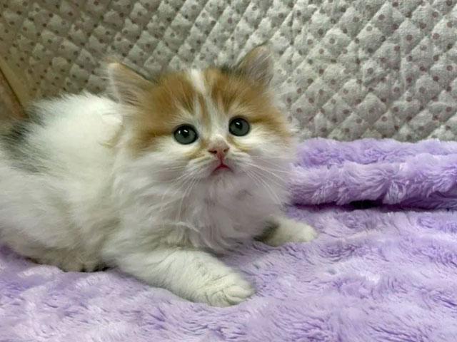 スコティッシュフォールド