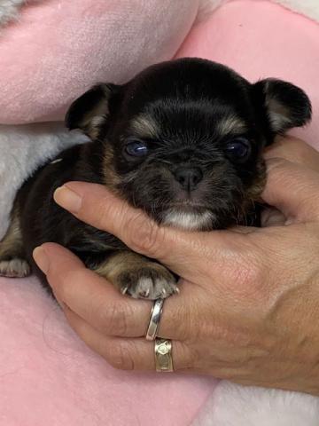 チワワ（ロングコート）