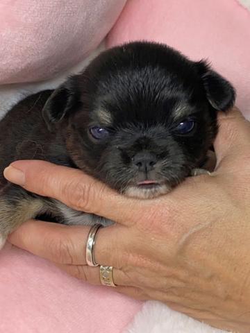 チワワ（ロングコート）