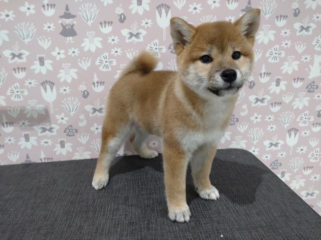 柴犬