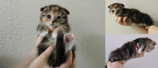 マンチカン短足