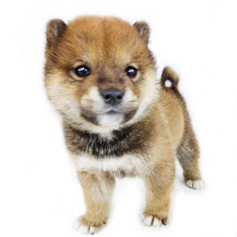 柴犬