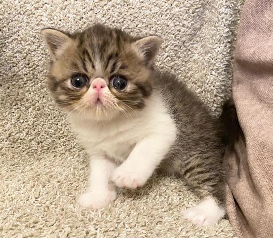 エキゾチックショートヘアー