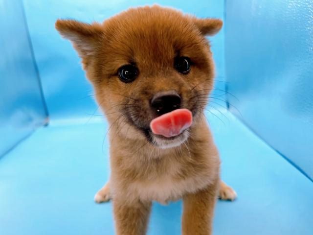 柴犬豆柴