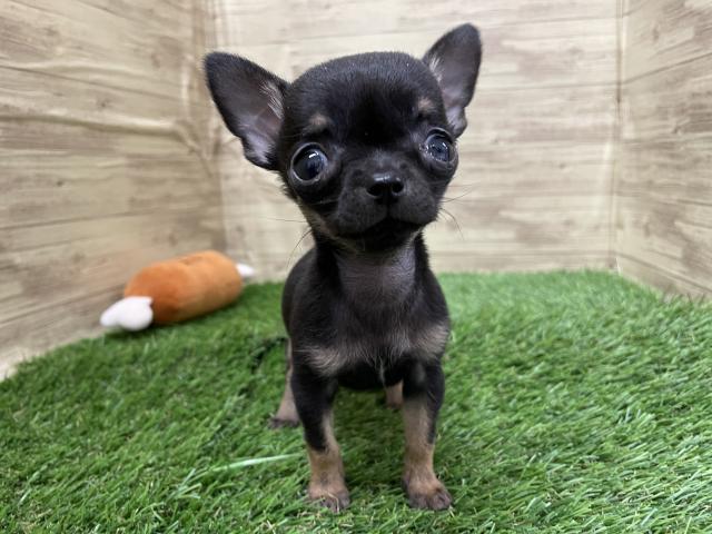 チワワ（スムースコート）