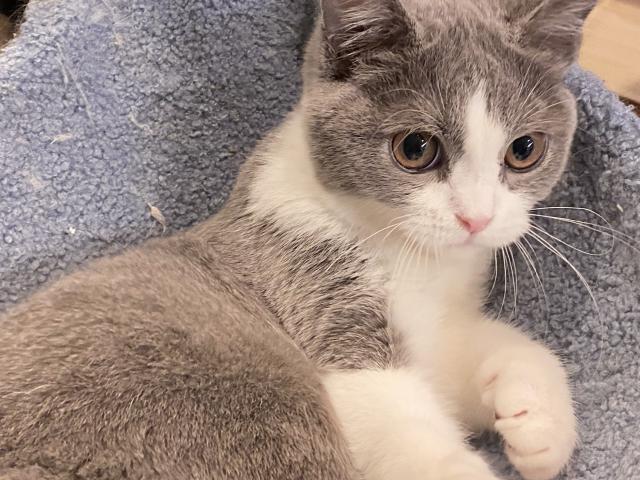 スコティッシュフォールド