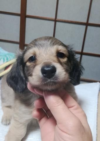 ミニチュアダックスフンド