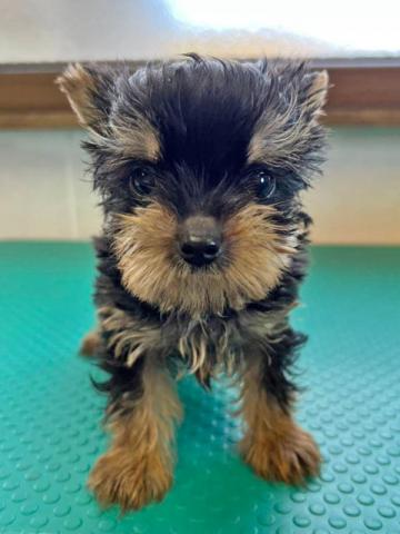 ヨークシャーテリア