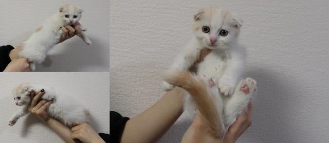 スコティッシュフォールド