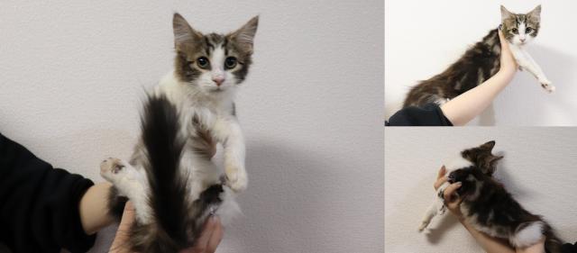 ノルウェージャンフォレストキャット