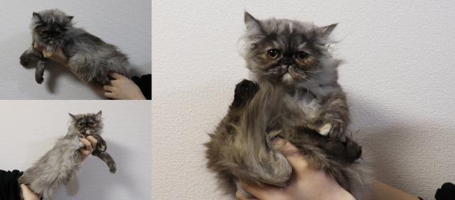 ミヌエット(旧ナポレオン)中足