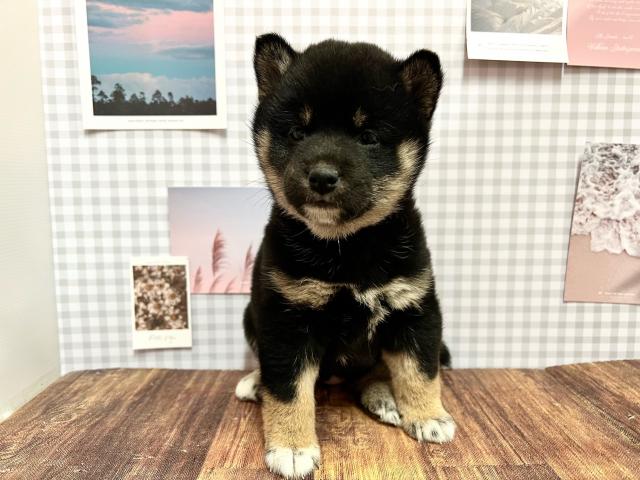 柴犬
