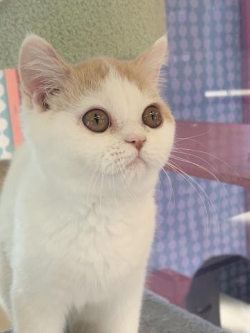 ミヌエット（旧ナポレオン）