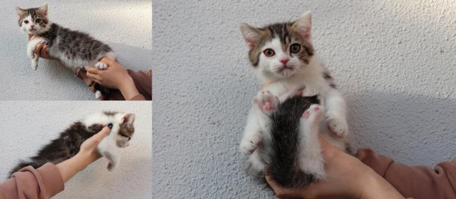 ブリティッシュショートヘア