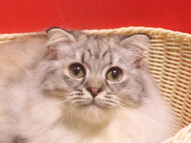 スコティッシュフォールド