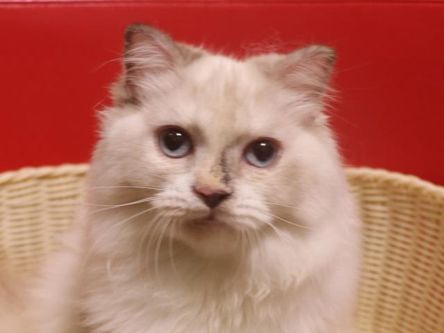 スコティッシュフォールド