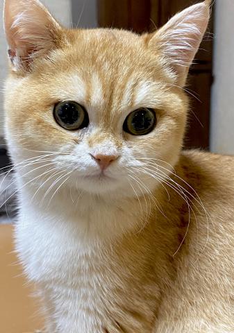 ブリティッシュショートヘア