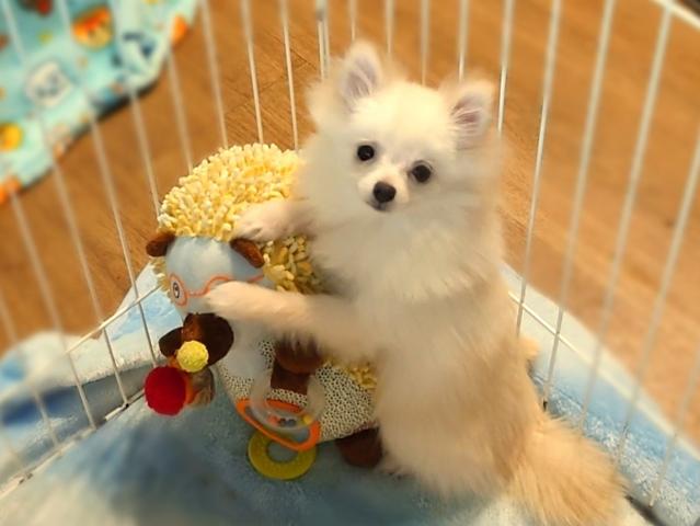 ポメラニアン