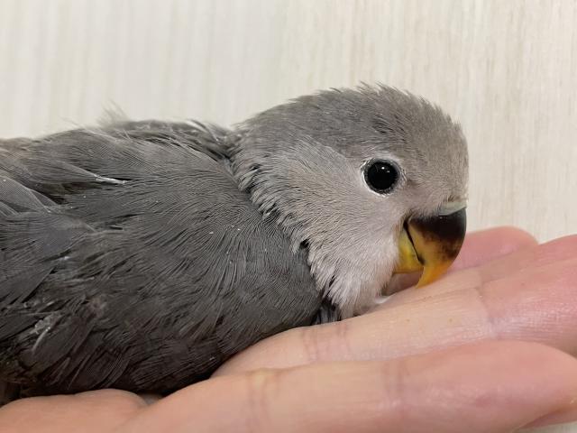 コザクラインコ