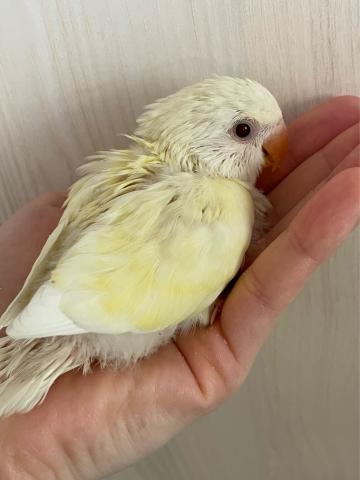 コザクラインコ