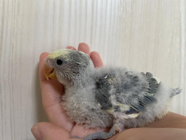 コザクラインコ