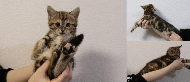 マンチカン中足