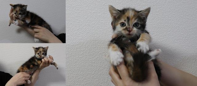 マンチカン中足