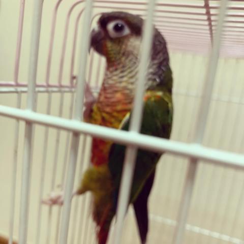 ウロコインコ