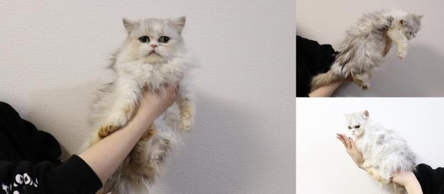 ミヌエット（旧ナポレオン）短足