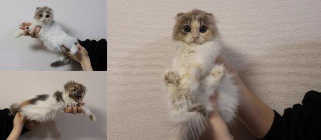 スコティッシュフォールド