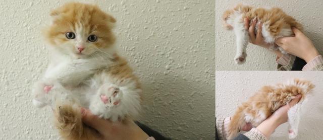 スコティッシュフォールド